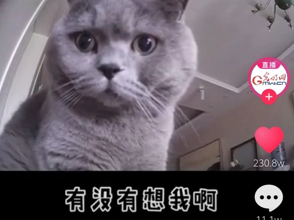 疫情當前，安防監(jiān)控攝像頭下的“寵物”讓人淚目